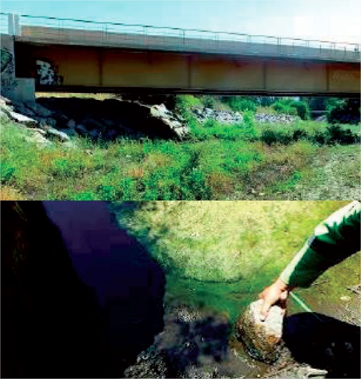 Área de liberación, en la cual existen sectores con disponibilidad de agua y sustrato húmedo. Área de liberación, en la cual existen sectores con disponibilidad de agua y sustrato húmedo.