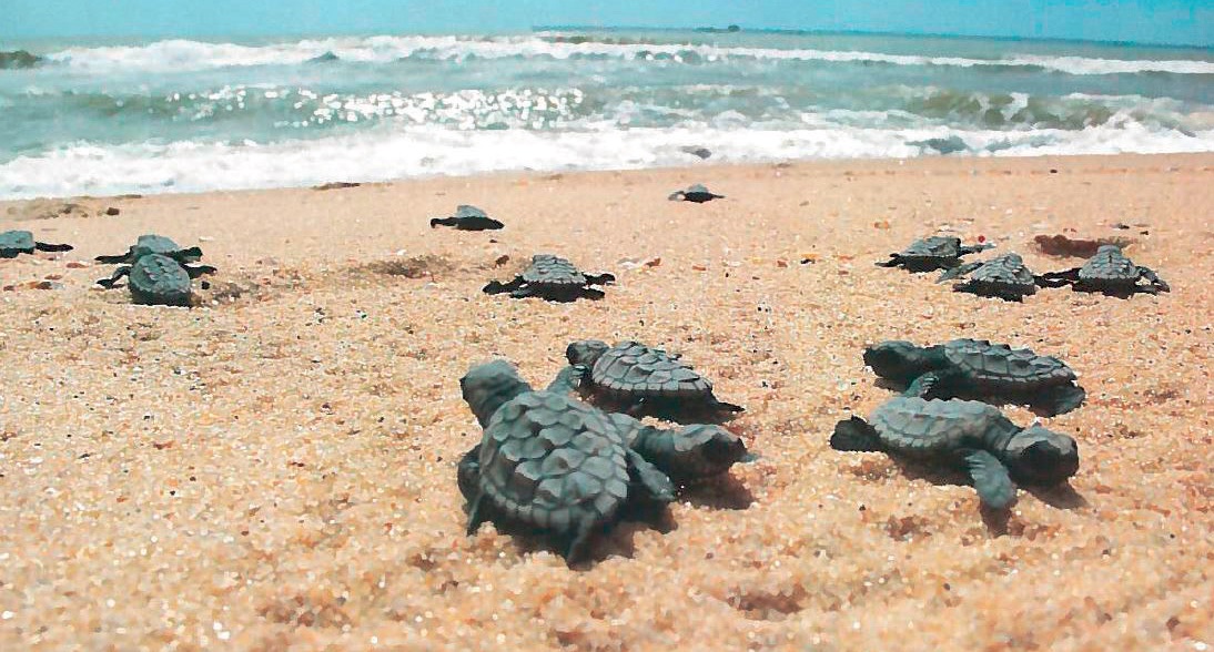 Crías de tortuga abandonando el nido e iniciando su recorrido hacia el mar.