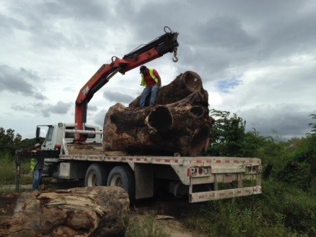 Loading tree trunks to take to the Puma Rescue Centre