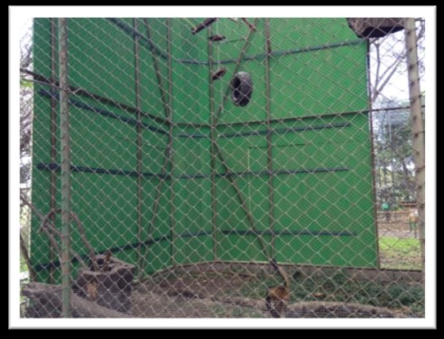 Slides and inside view of cage, Puma Rescue Centre, Cañas