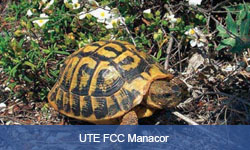 Link to UTE FCC Manacor Case Study (Opens in new tab)