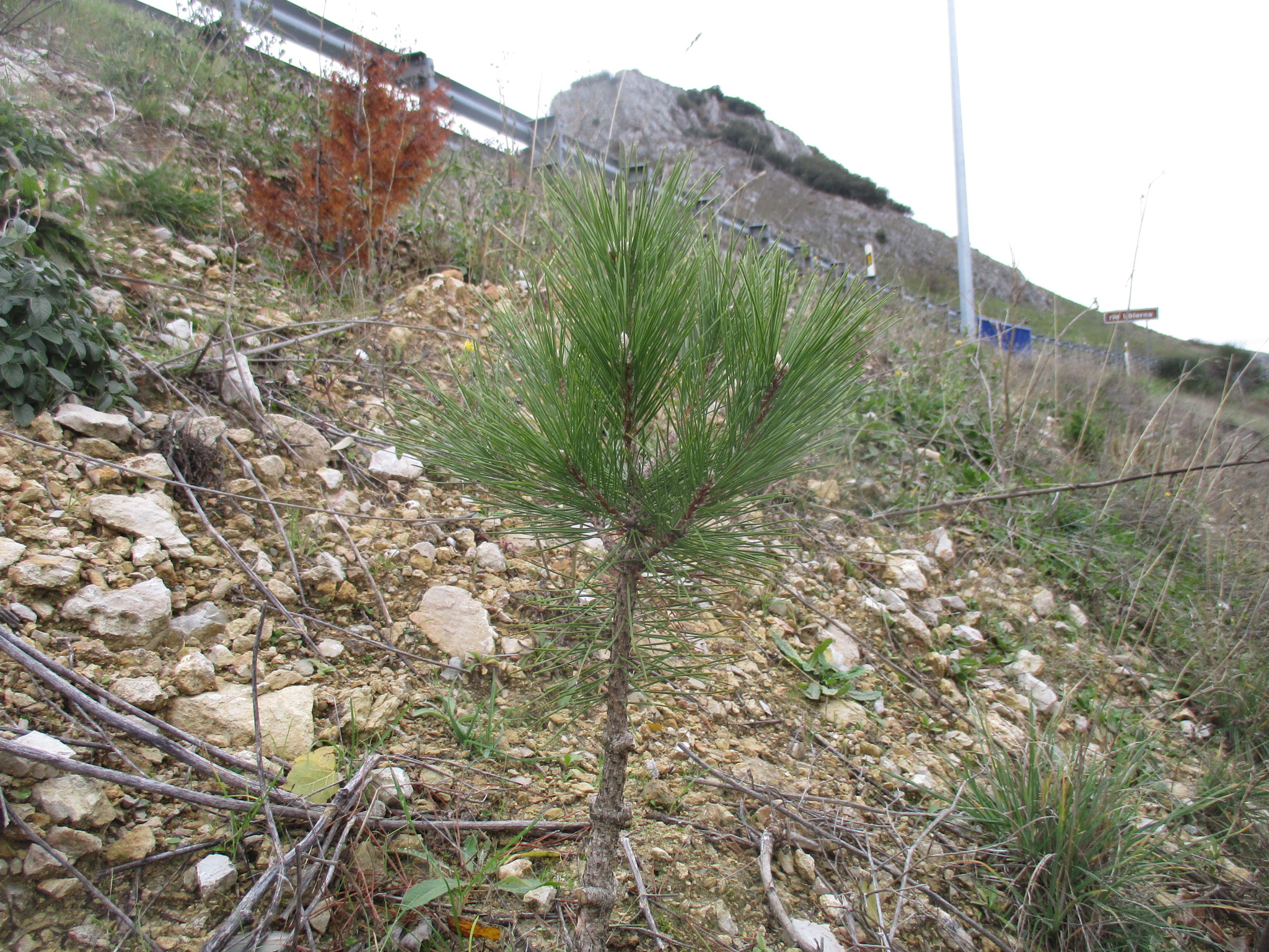 Árboles y arbustos sembrados en el talud