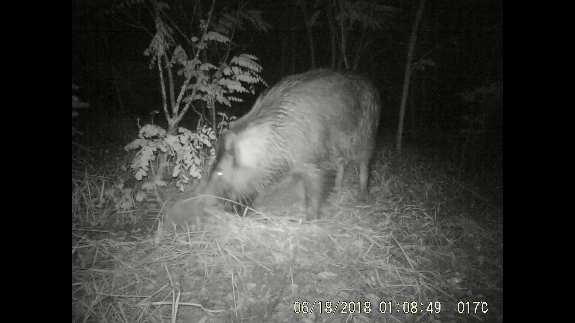Monitoring of mammal nocturnal habits through the installed cameras