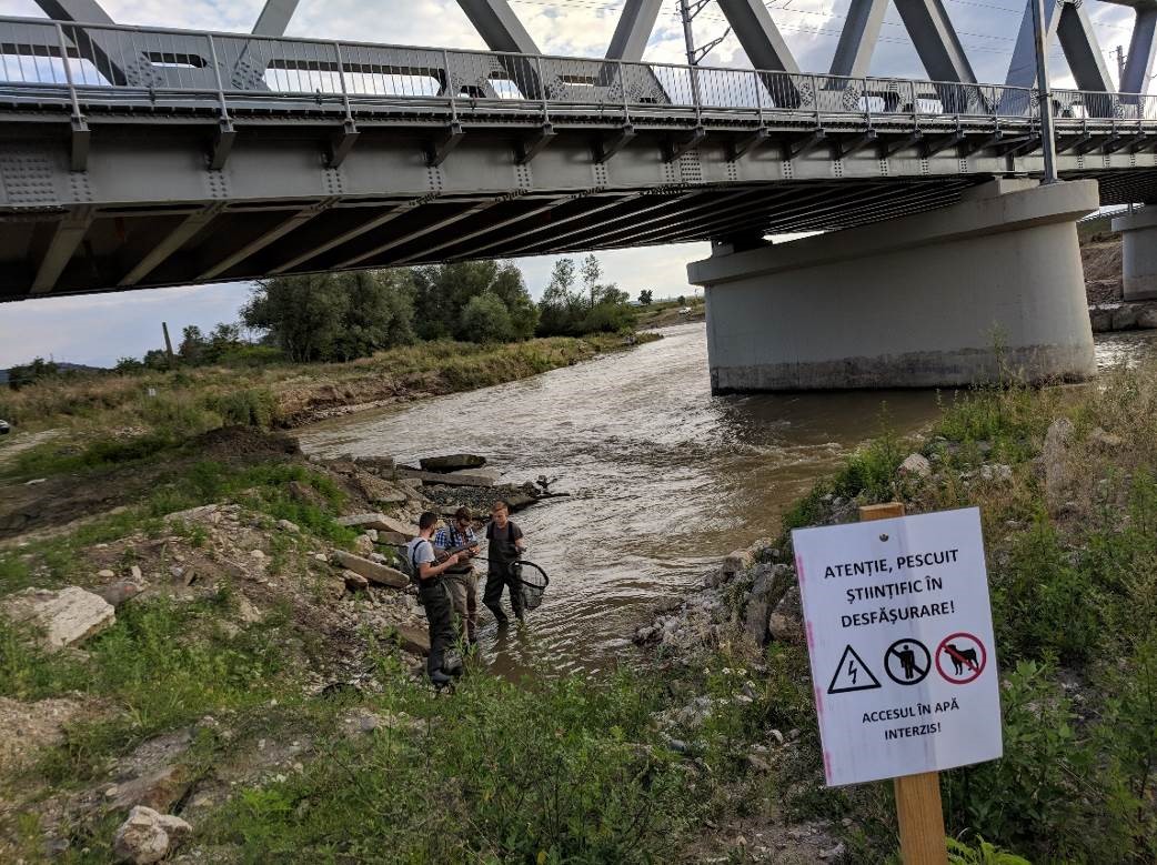 Delimitation of control zones of the ictiofauna of the Mureş river