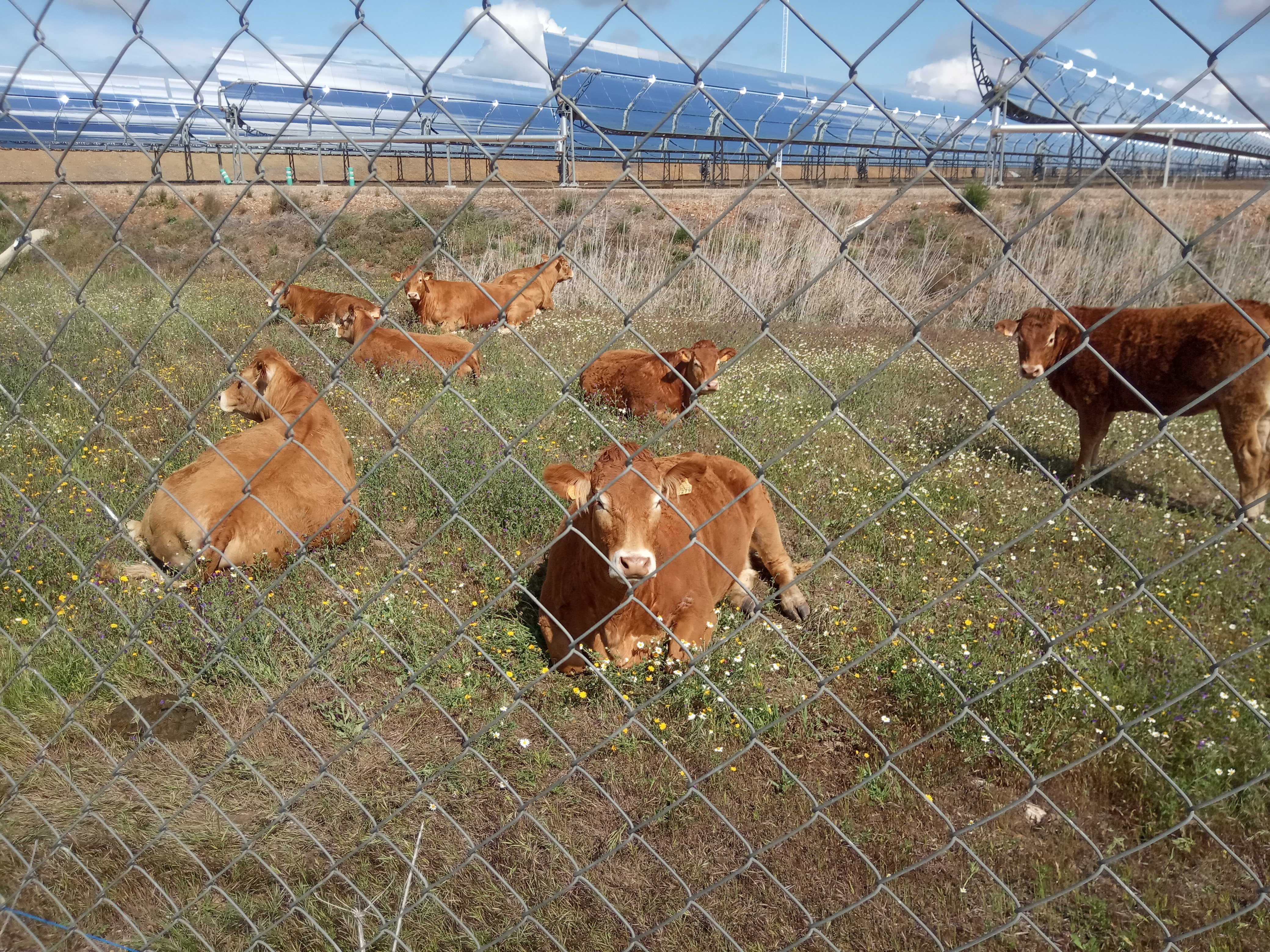 The controlling of herbaceous vegetation in the facilities of the thermosolar plant is achieved through the grazing of cattle from nearby livestock farms