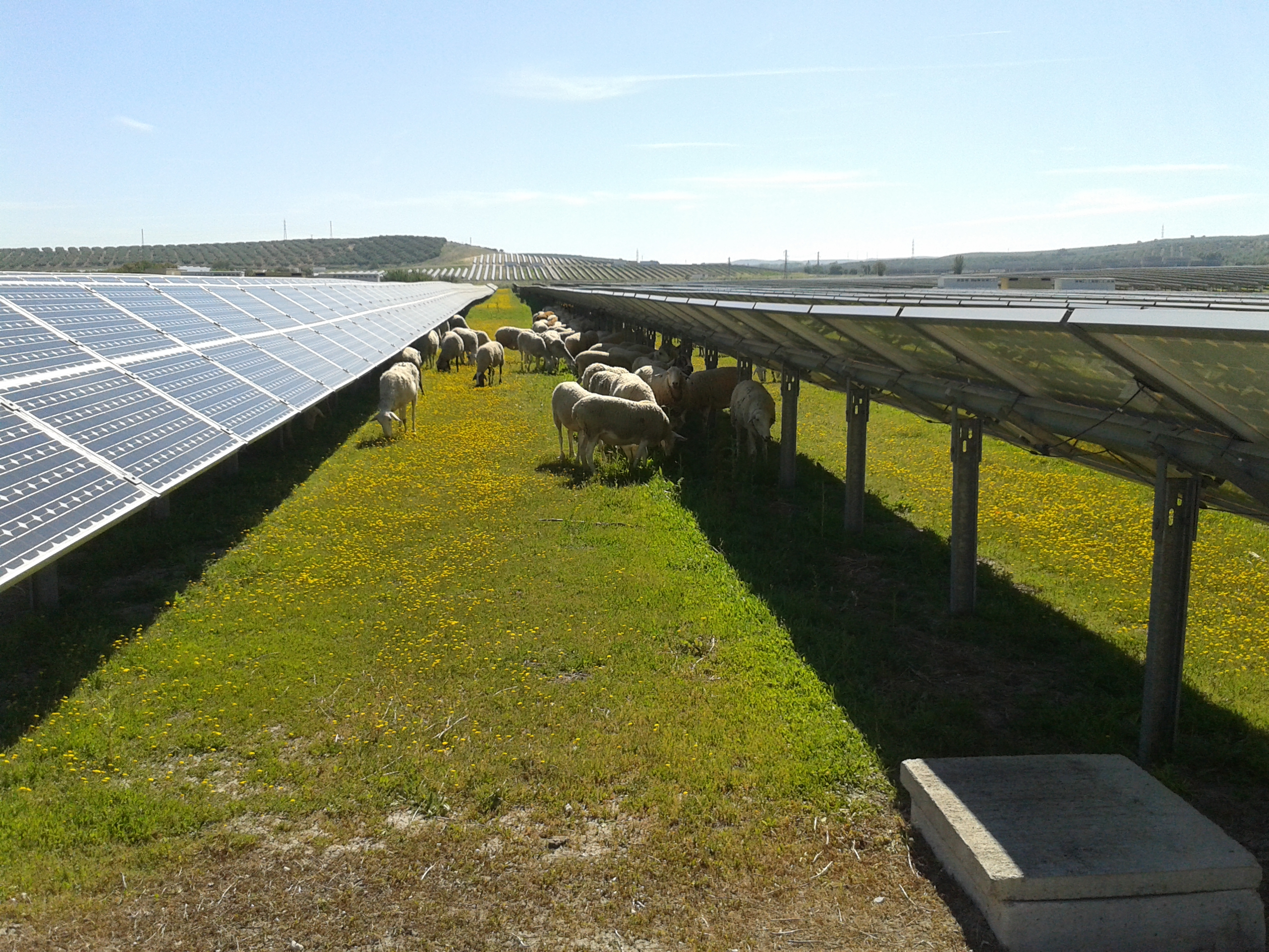 El pastoreo en los terrenos de las instalaciones de las plantas solares fotovoltaicas ubicadas en Espejo controla el crecimiento de la vegetación herbácea y reduce el riesgo de incendios