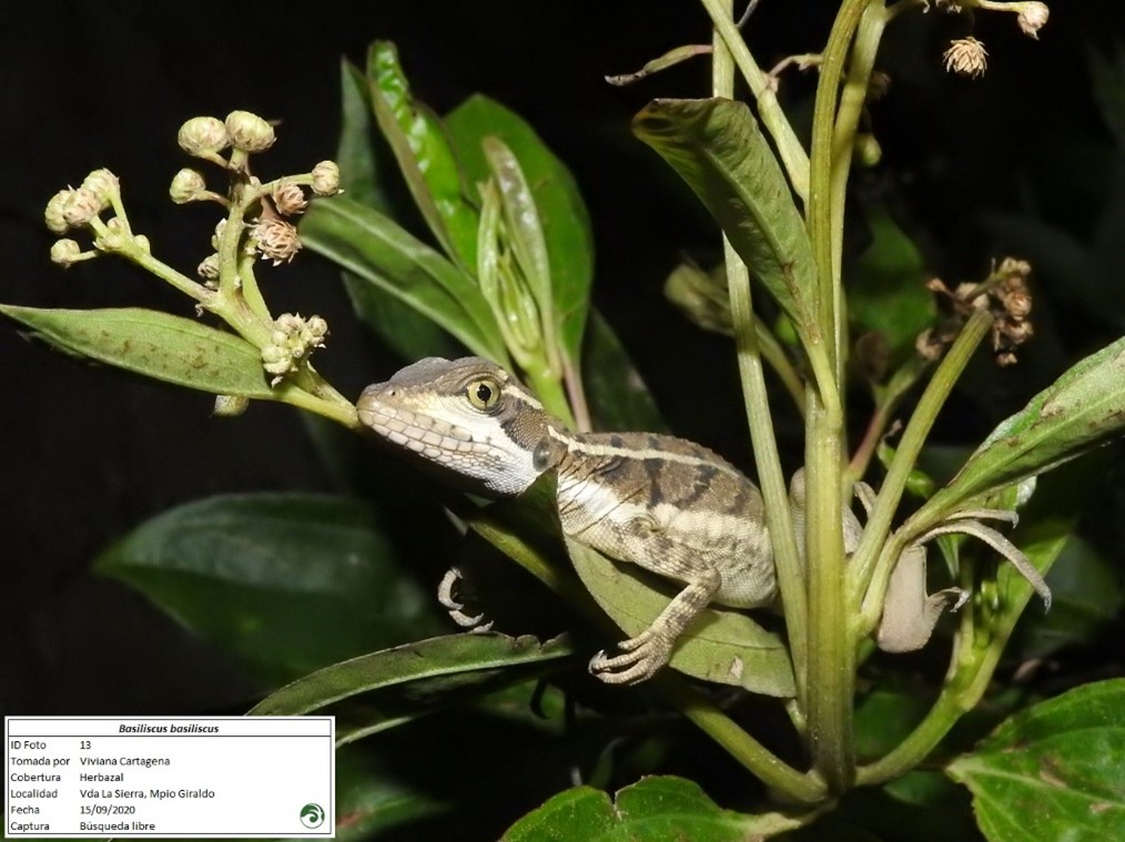 Wildlife recovery in the work of Túnel del Toyo, Colombia.