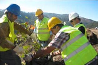 Transplante de espécies vegetais