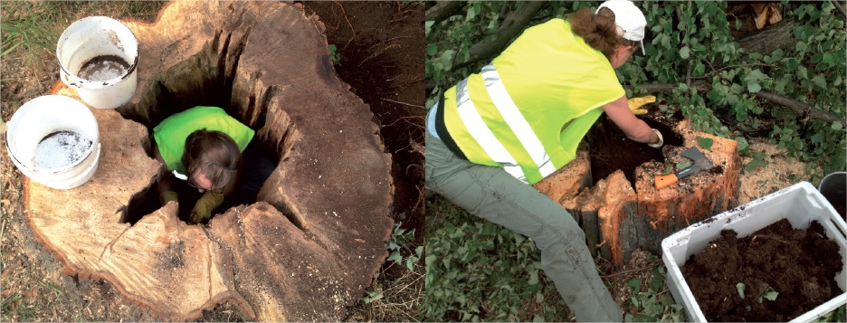 Extracción de larvas de escarabajo ermitaño de los árboles cercanos al eje de la carretera.