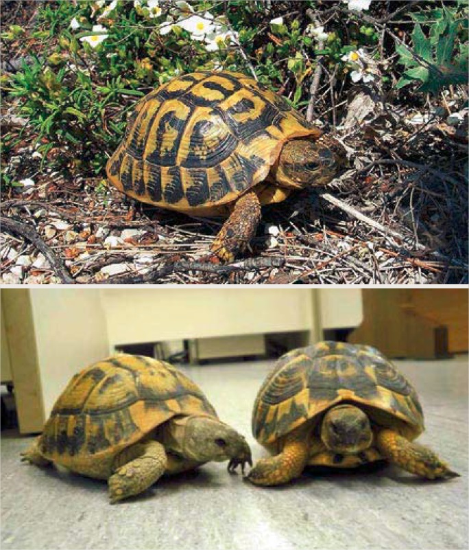 Specimens of “Hermann’s tortoise” on the site and in the worksite office of the TJV.